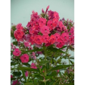 płomyk wiechowaty (Phlox paniculata) Ka-Pow Pink- Świat bylin - sklep internetowy