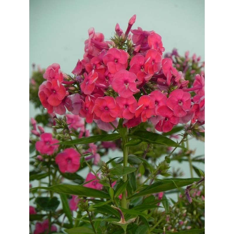 płomyk wiechowaty (Phlox paniculata) Ka-Pow Pink- Świat bylin - sklep internetowy