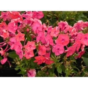 płomyk wiechowaty (Phlox paniculata) Ka-Pow Pink- Świat bylin - sklep internetowy