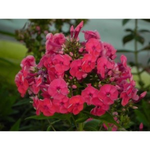 płomyk wiechowaty (Phlox paniculata) Ka-Pow Pink- Świat bylin - sklep internetowy