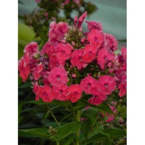 płomyk wiechowaty (Phlox paniculata) Ka-Pow Pink- Świat bylin - sklep internetowy