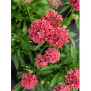 zawciąg szerokolistny (Armeria pseudarmeria) Ballerina Red- Świat bylin - sklep internetowy