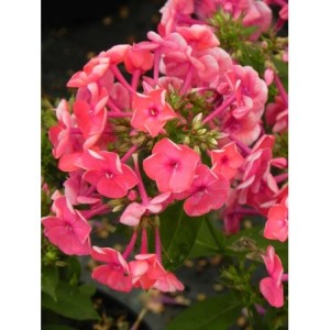 płomyk wiechowaty (Phlox paniculata) Ka-Pow Pink- Świat bylin - sklep internetowy