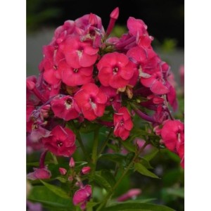 płomyk wiechowaty (Phlox paniculata) Ka-Pow Pink- Świat bylin - sklep internetowy