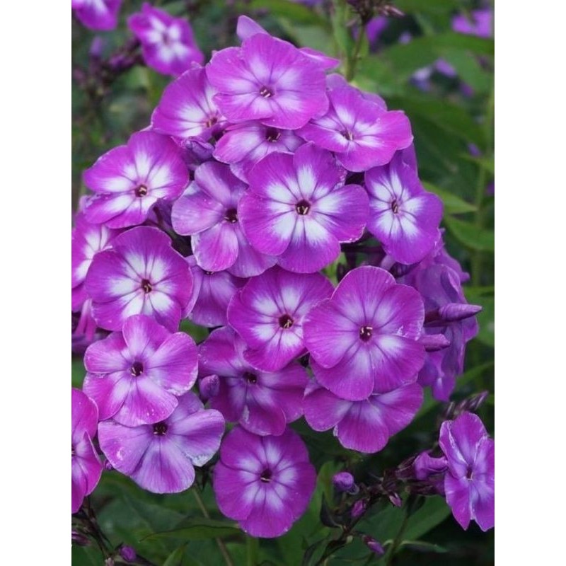 płomyk wiechowaty (Phlox paniculata) Laura- Świat bylin - sklep internetowy