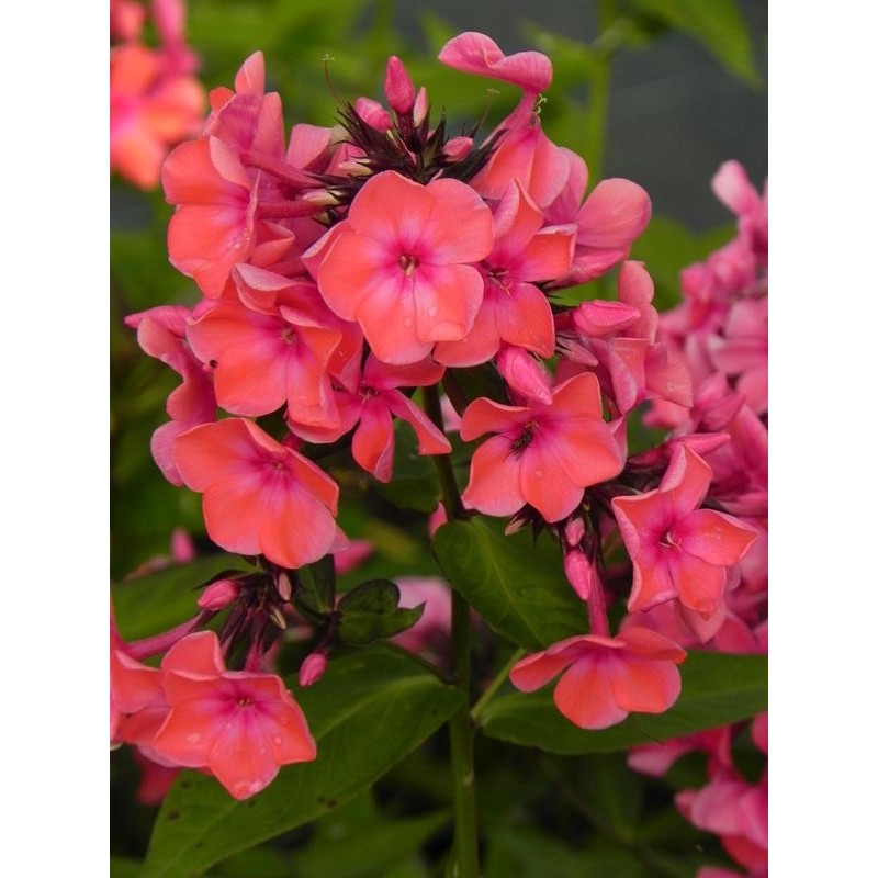 płomyk wiechowaty (Phlox paniculata) Orange Perfection- Świat bylin - sklep internetowy