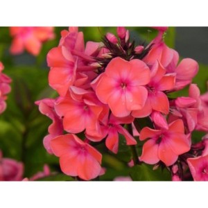 płomyk wiechowaty (Phlox paniculata) Orange Perfection- Świat bylin - sklep internetowy