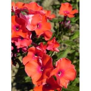 płomyk wiechowaty (Phlox paniculata) Orange Perfection- Świat bylin - sklep internetowy