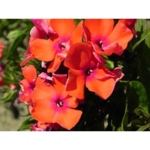 płomyk wiechowaty (Phlox paniculata) Orange Perfection- Świat bylin - sklep internetowy