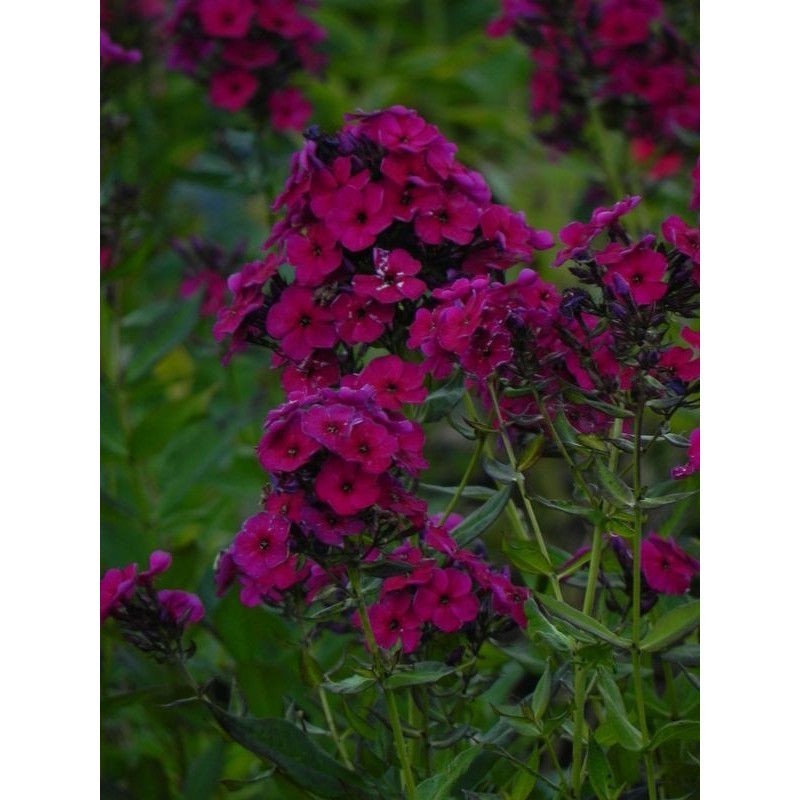 płomyk wiechowaty (Phlox paniculata) Raving Beauty- Świat bylin - sklep internetowy