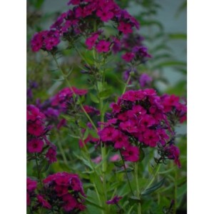 płomyk wiechowaty (Phlox paniculata) Raving Beauty- Świat bylin - sklep internetowy