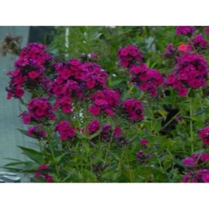 płomyk wiechowaty (Phlox paniculata) Raving Beauty- Świat bylin - sklep internetowy