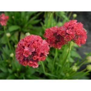 zawciąg szerokolistny (Armeria pseudarmeria) Ballerina Red- Świat bylin - sklep internetowy