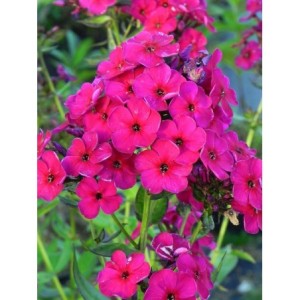 płomyk wiechowaty (Phlox paniculata) Raving Beauty- Świat bylin - sklep internetowy