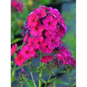 płomyk wiechowaty (Phlox paniculata) Raving Beauty- Świat bylin - sklep internetowy