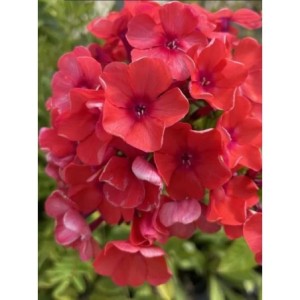 płomyk wiechowaty (Phlox paniculata) Tenor- Świat bylin - sklep internetowy