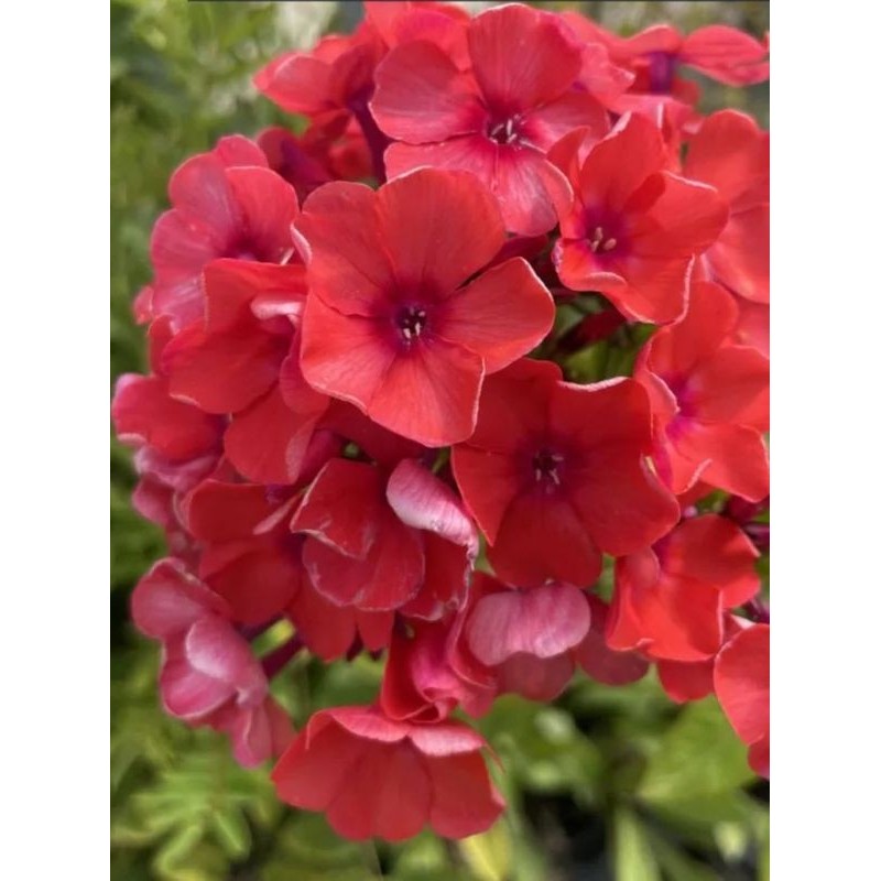 płomyk wiechowaty (Phlox paniculata) Tenor- Świat bylin - sklep internetowy