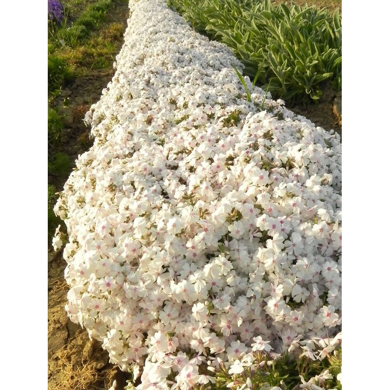 płomyk szydlasty (Phlox subulata) Amazing Grace- Świat bylin - sklep internetowy