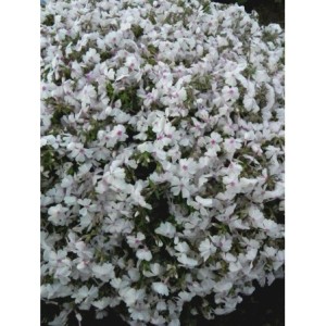 płomyk szydlasty (Phlox subulata) Amazing Grace- Świat bylin - sklep internetowy