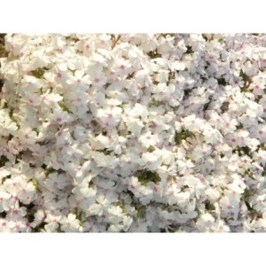 płomyk szydlasty (Phlox subulata) Amazing Grace- Świat bylin - sklep internetowy