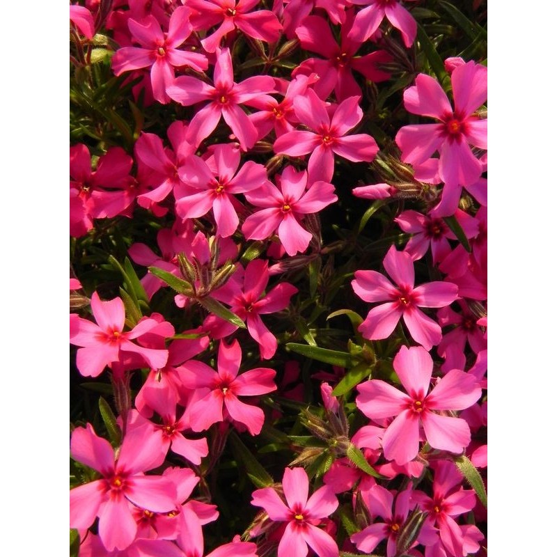 płomyk szydlasty (Phlox subulata) Atropurpurea- Świat bylin - sklep internetowy