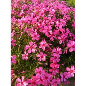 płomyk szydlasty (Phlox subulata) Atropurpurea- Świat bylin - sklep internetowy