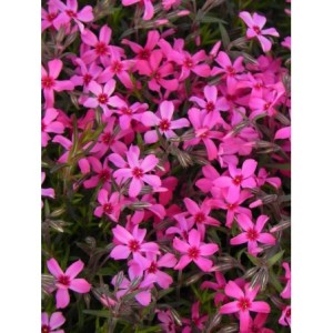 płomyk szydlasty (Phlox subulata) Atropurpurea- Świat bylin - sklep internetowy