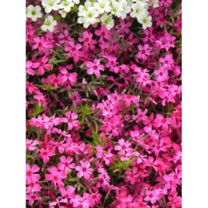 płomyk szydlasty (Phlox subulata) Atropurpurea- Świat bylin - sklep internetowy