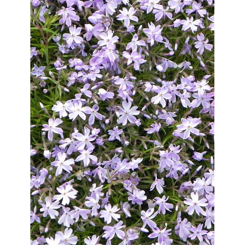 płomyk szydlasty (Phlox subulata) Emerald Cushion Blue- Świat bylin - sklep internetowy