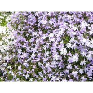 płomyk szydlasty (Phlox subulata) Emerald Cushion Blue- Świat bylin - sklep internetowy