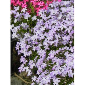 płomyk szydlasty (Phlox subulata) Emerald Cushion Blue- Świat bylin - sklep internetowy