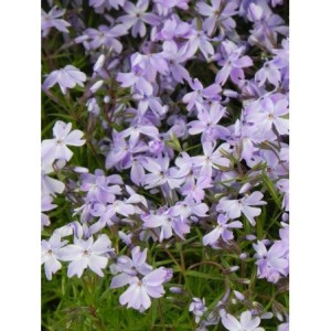 płomyk szydlasty (Phlox subulata) Emerald Cushion Blue- Świat bylin - sklep internetowy
