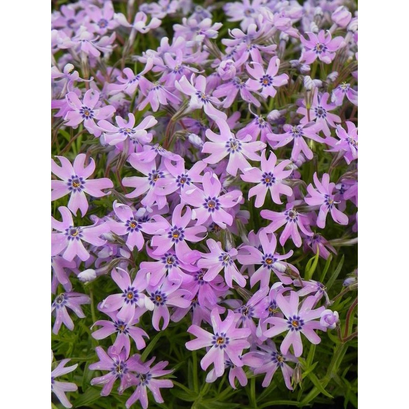 płomyk szydlasty (Phlox subulata) Fabulous Blue Dark Center- Świat bylin - sklep internetowy