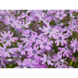 płomyk szydlasty (Phlox subulata) Fabulous Blue Dark Center- Świat bylin - sklep internetowy