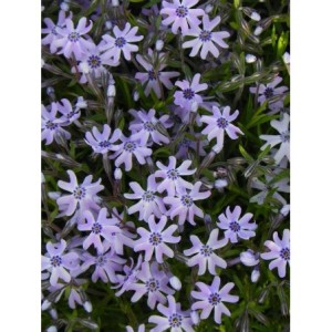 płomyk szydlasty (Phlox subulata) Fabulous Blue Dark Center- Świat bylin - sklep internetowy