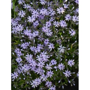 płomyk szydlasty (Phlox subulata) Fabulous Blue Dark Center- Świat bylin - sklep internetowy