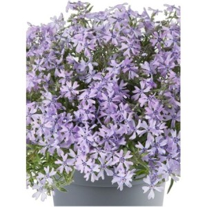 płomyk szydlasty (Phlox subulata) Fabulous Blue Violet- Świat bylin - sklep internetowy