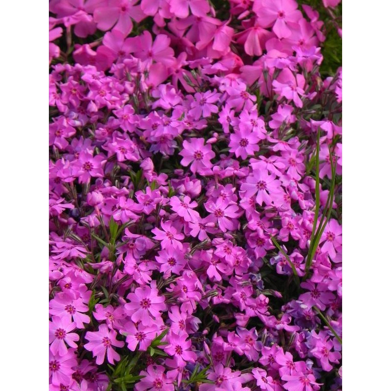 płomyk szydlasty (Phlox subulata) Fabulous Dark Rose Eye- Świat bylin - sklep internetowy