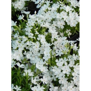 płomyk szydlasty (Phlox subulata) Fabulous White- Świat bylin - sklep internetowy