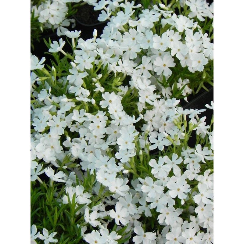 płomyk szydlasty (Phlox subulata) Fabulous White- Świat bylin - sklep internetowy