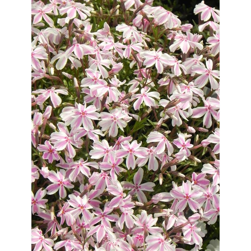 płomyk szydlasty (Phlox subulata) Kimono Pink-White- Świat bylin - sklep internetowy