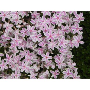 płomyk szydlasty (Phlox subulata) Kimono Pink-White- Świat bylin - sklep internetowy