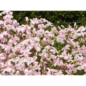 płomyk szydlasty (Phlox subulata) Kimono Pink-White- Świat bylin - sklep internetowy