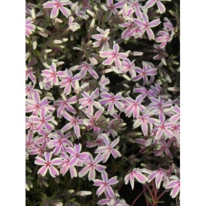 płomyk szydlasty (Phlox subulata) Kimono Pink-White- Świat bylin - sklep internetowy
