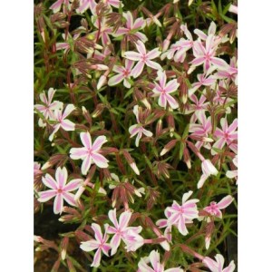 płomyk szydlasty (Phlox subulata) Kimono Pink-White- Świat bylin - sklep internetowy