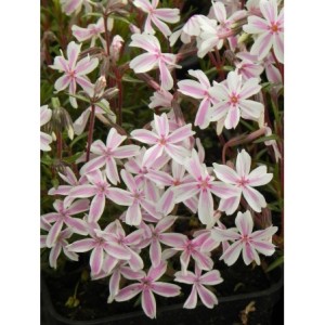 płomyk szydlasty (Phlox subulata) Kimono Pink-White- Świat bylin - sklep internetowy