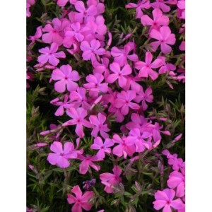 płomyk szydlasty (Phlox subulata) McDaniel`s Cushion- Świat bylin - sklep internetowy