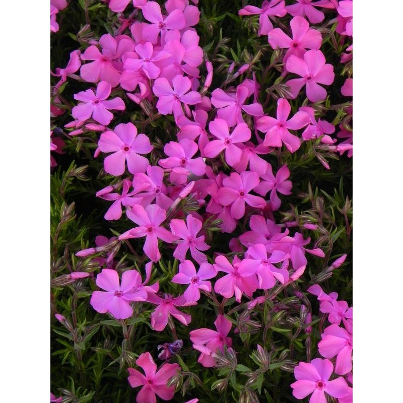 płomyk szydlasty (Phlox subulata) McDaniel`s Cushion- Świat bylin - sklep internetowy