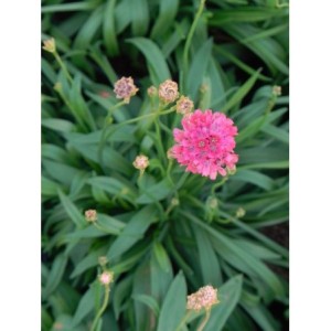 zawciąg szerokolistny (Armeria pseudarmeria) Ballerina Red- Świat bylin - sklep internetowy