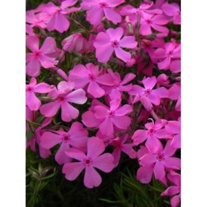 płomyk szydlasty (Phlox subulata) McDaniel`s Cushion- Świat bylin - sklep internetowy